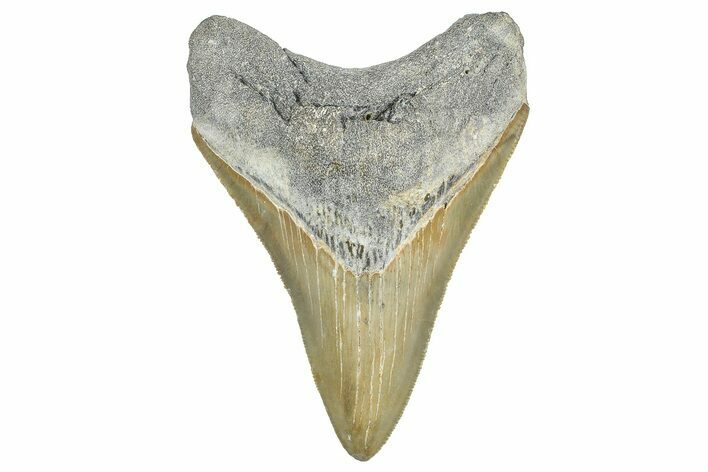 Serrated, Fossil Megalodon Tooth - North Carolina #343426